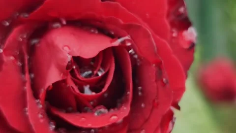 Cinematic rack focus on a beautiful rose covered in rain droplets after storm. Stock Footage 337396409