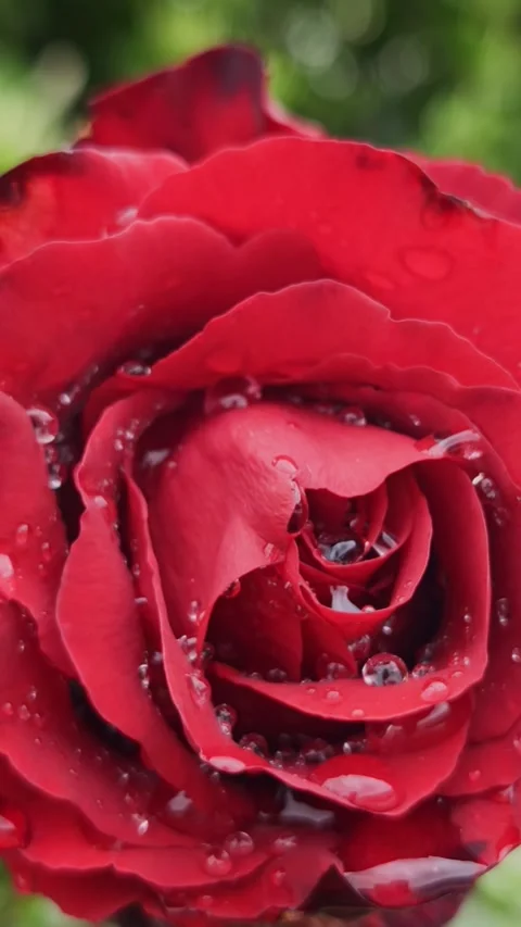Cinematic rack focus on a beautiful rose covered in rain droplets after storm. Video stock 337396478