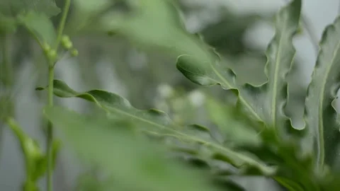 Cinematic Rack Focus on Small White Garden Flowers Stock Footage 345944793