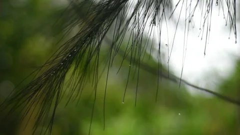 Cinematic Raindrops on Pine Needles in Heavy Rain - Slow Motion Macro Stock Footage 327554634
