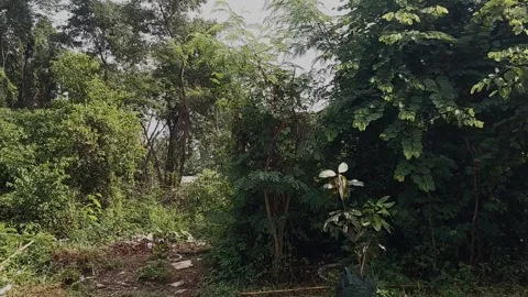 Cinematic Rainforest Video stock 301512590