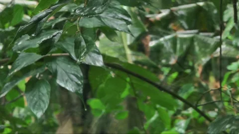 Cinematic rainy weather Stock Footage 283262097