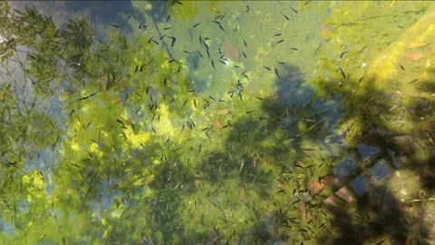 Cinematic real time top down view of small fish in crystal clear pool Stock Footage 339631981