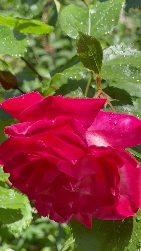 Cinematic red rose in sunlight Видео 335460568