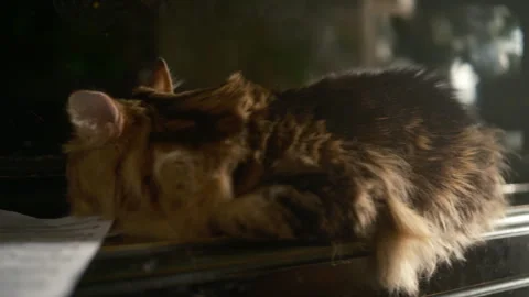 Cinematic retro style, cat sleeping on piano music notes. resting on piano keys Stock Footage 312250784