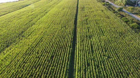 Cinematic reverse drone shot above a green Wheat Field Stock Footage 138865889