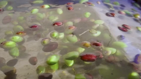 Cinematic reverse slow motion of olives in water washing tank - Olive factory Stock Footage 327543232