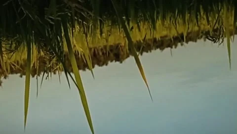 Cinematic rice fields Stock Footage 218976106