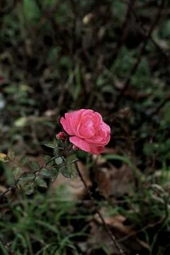 Cinematic rose Stock Photos