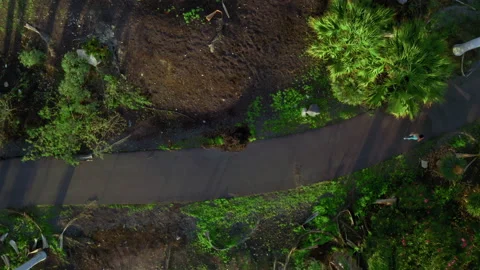 Cinematic Runner shadow in Exotic park. Stock Footage 146725381
