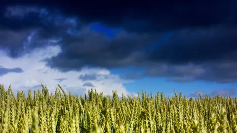 Cinematic rural landscape with thunderclouds. Field with barley and rye. Stock Footage 219325771