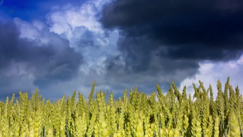 Cinematic rural landscape with thunderclouds. Field with barley and rye. Stock Footage 219325843