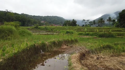 Cinematic Rural Rice Fields with Mountain and Tropical Trees Stock Footage 324548932