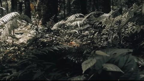 Cinematic scane video Stock Footage 243575422