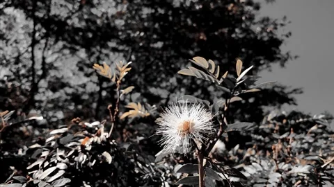Cinematic Selective Color White Calliandra Flower Blooming in Garden Stock Footage 337907376