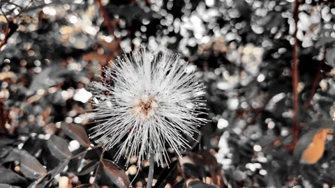 Cinematic Selective Color White Calliandra Flower Blooming in Garden Stock-Footage 337907377