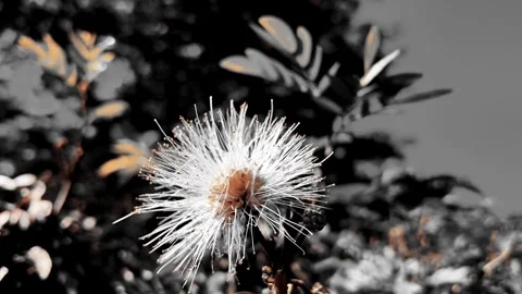 Cinematic Selective Color White Calliandra Flower Blooming in Garden Video stock 337907388