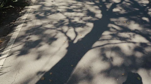 Cinematic Shadow of Large Tree Swaying on an Empty Asphalt Road Stock Footage 330254681