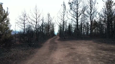 Cinematic shot of area affected by the fire. Stock-Footage 159602468