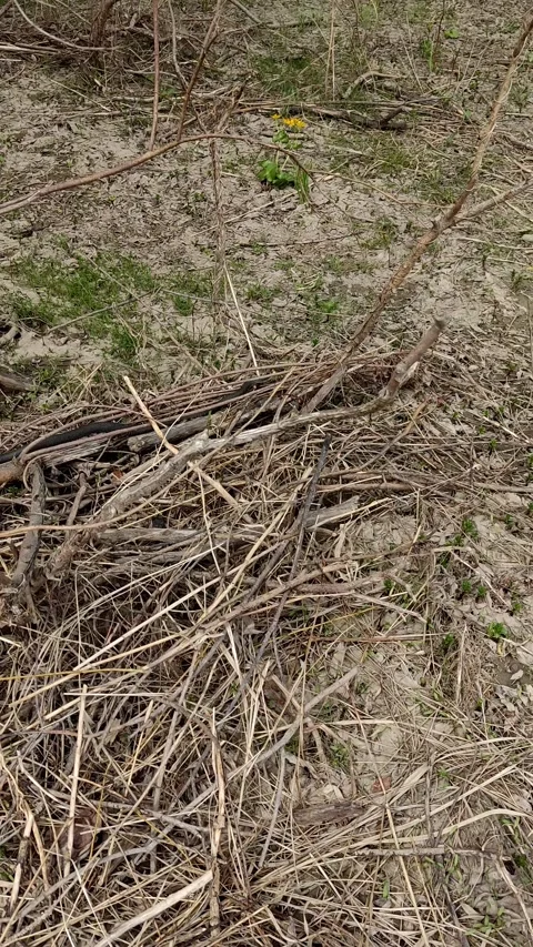 Cinematic shot of a black snake crawling on dry ground Stock Footage 334229450