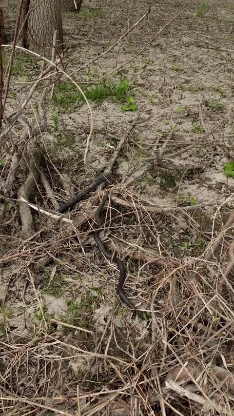 Cinematic shot of a black snake crawling on dry ground Stock Footage 334229516