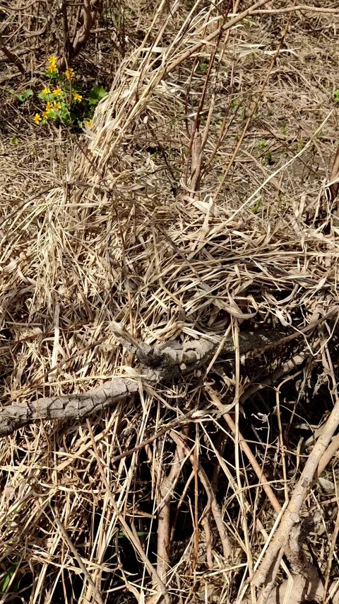 Cinematic shot of a black snake crawling on dry ground Stock Footage 334229637