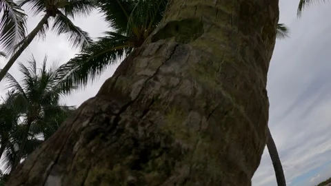 Cinematic shot from coconut tree trunk to leaves Stock Footage 155886866