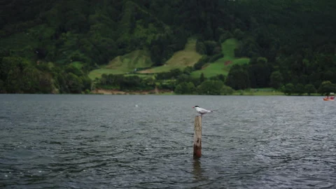 Cinematic Shot of a Common Tern Perched on a Wooden Post in the Middle of a Video stock 335011382