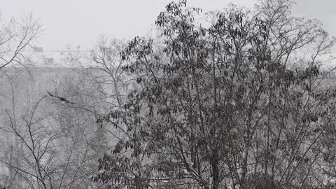 Cinematic Shot of a Crow Flying Over Winter City Landscape During Snowfall Stock Footage 345633932
