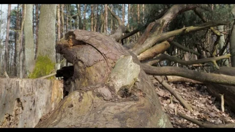 Cinematic shot of cutted tree lay on the ground Stock Footage 236859919