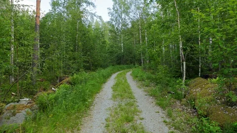A cinematic shot of empty dirt road in a midde of the forest. Stock Footage 111470955