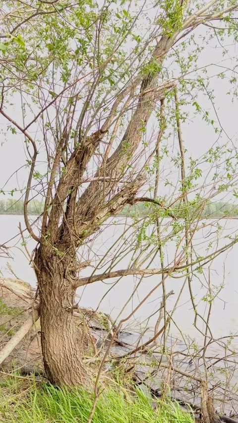 Cinematic shot of a gnarled willow tree by a river Stock Footage 334228982