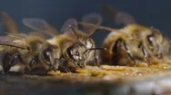 Cinematic Shot Of Golden Bees Eating Royal Jelly Over A Blue Background Stock Footage