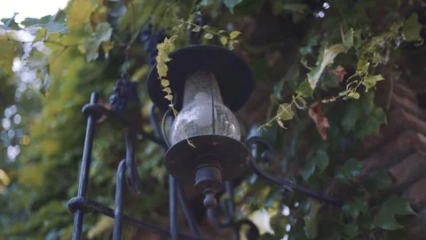 Cinematic shot of grape 스톡 동영상 250971351