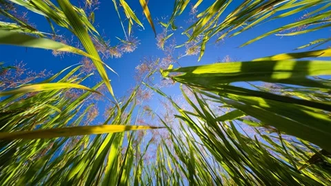 Cinematic shot of grass from below with sun rays Stock Footage 316744112