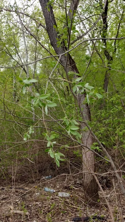 Cinematic shot of green tree branches with scattered plastic litter Stock Footage 334228537