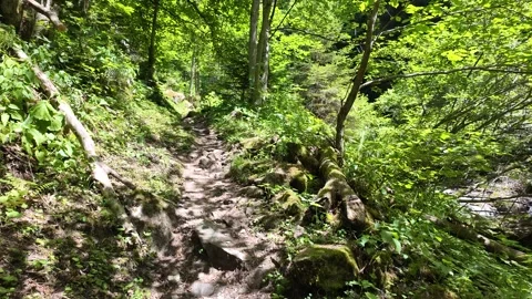 Cinematic shot of a hiking trail through a sunlit green forest 動画素材 344889853