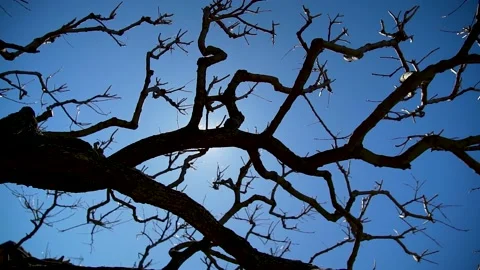 Cinematic shot of a large tree silouette with sunbeams and blue sky Stock Footage 236902045
