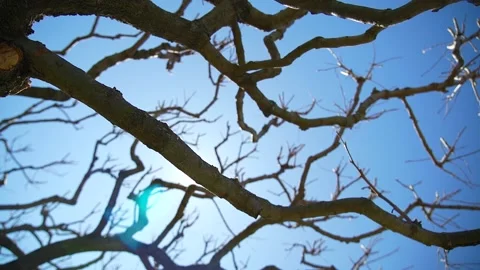 Cinematic shot of a large tree with sunbeams and blue sky Stock Footage 236901853