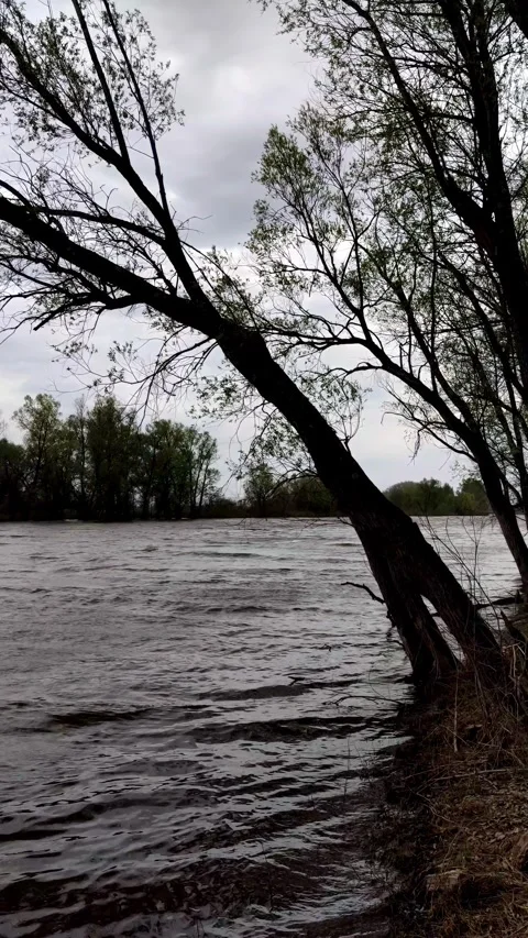 Cinematic shot of a leaning tree over a wavy river Stock Footage 334228508