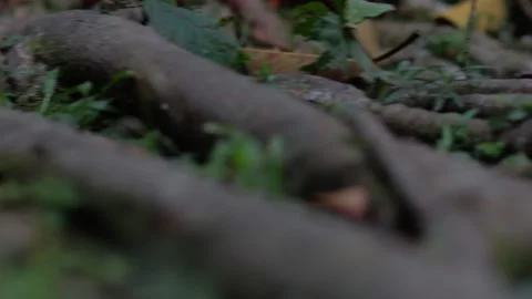 Cinematic Shot of Mother Tree Root with Right Side Scrolling Camera Stock Footage 236142313