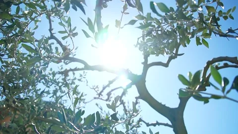 Cinematic shot of a olive tree with sunbeams and blue sky 스톡 동영상 236901772
