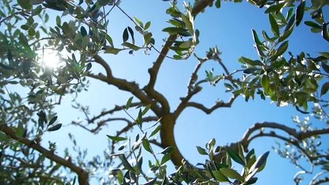 Cinematic shot of a olive tree with sunbeams and blue sky Stock Footage 236901899