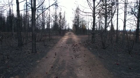 Cinematic shot of path leading through burnt surface. 4K Video. Stock Footage 160849939