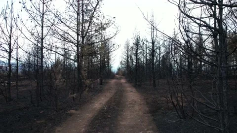 Cinematic shot of path located in between ash-covered area. 4K Video. Stock Footage 160850117