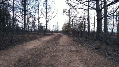 Cinematic shot of path surrounded by many burnt trees. 4K Video. Stock Footage 160849964