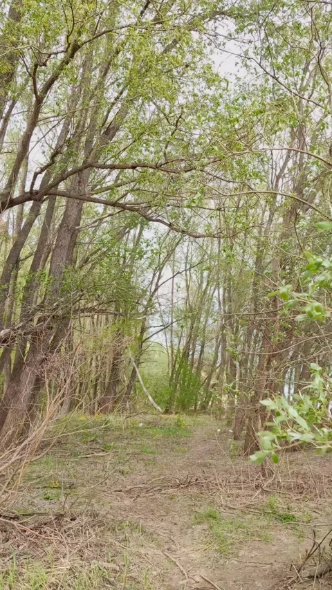 Cinematic shot of a path through a lush green forest Stock Footage 334229006