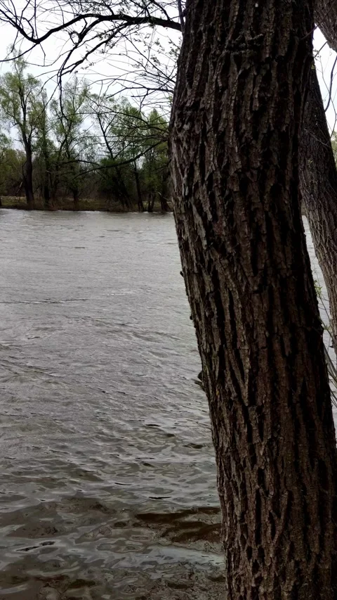 Cinematic shot of a rushing river seen behind a tree Stock Footage 334228512