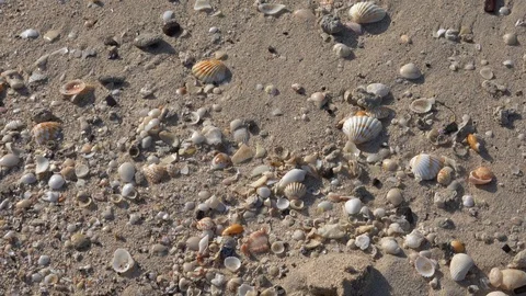 Cinematic shot of seashells at a clean sandy beach Stock Footage 123892459