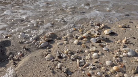 Cinematic shot of seashells at a clean sandy beach Stock Footage 123892624